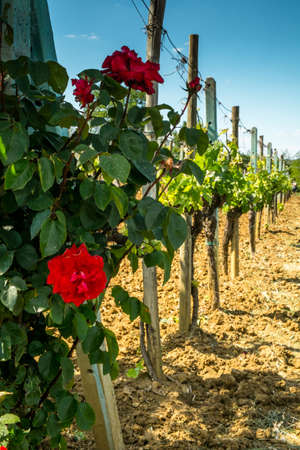 Vineyard with roses in Tuscany in the spring, Italy.の写真素材
