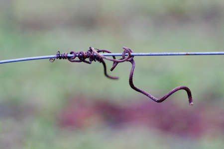 Cut vines crook on the guide wire in the vineyard in the autumn. Space for textの写真素材