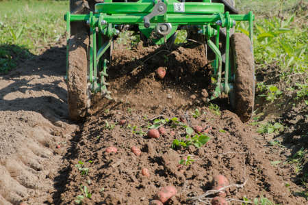 Fresh organic potatoes are harvested with a mini tractor.の写真素材