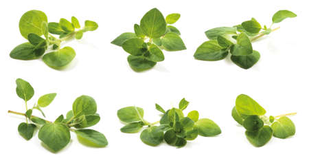 Oregano (Origanum vulgare herba), fresh leaves has high antioxidant properties of the drug. isolated on a white background.の写真素材