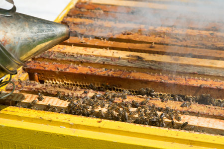 Beekeeper in protective workwear inspecting honeycomb frame at apiary.