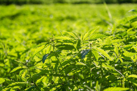 New Industrial hemp plants grow in the field. cannabis sativaの写真素材