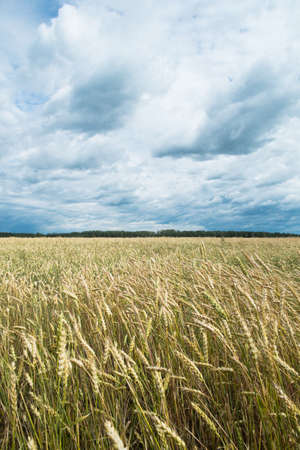 Fields of wheat, cereal, dark storm sky in background. (Triticum)の写真素材