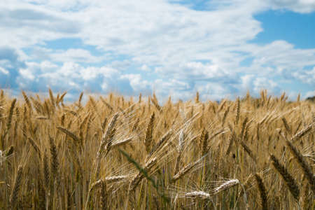 Fields of rye, cereal, dark storm sky in background. (Secale cereale L.)の写真素材