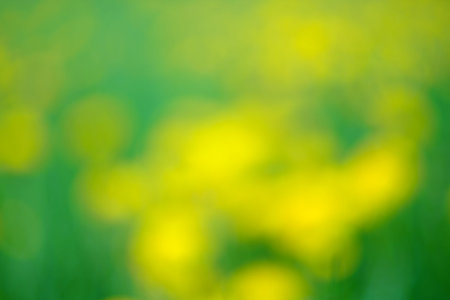 Abstract blurry background based on Yellow dandelions in the meadow