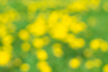 Abstract blurry background based on Yellow dandelions in the meadow