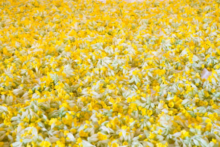 Cowslip flowers put out for drying. Medicinal plant. (Latin name Primula veris)の写真素材