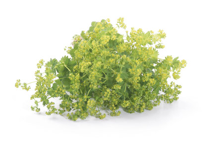 Lady's Mantle leaves isolated on white background. Herbal tea. (Alchemilla mollis)