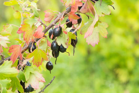 Golden currant (Ribes aureum) with ripe fruits. clove currant, pruterberry, buffalo currant is widely cultivated as an ornamental plant. The berries were used for food, and other plant parts for medicine.の写真素材