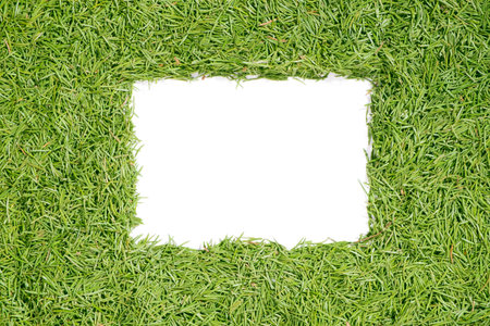 Spruce needles background with white free space. Top view, flat lay, close up.