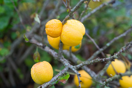 Close-up of ripe yellow fruits of the Japanese quince (Cydonia) on a branch of a bush in autumn garden. ( (Cydonia oblonga)の写真素材