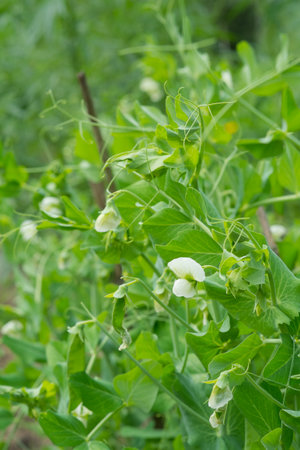 Green Pea plant with white flower in a garden. Close-up of pea blossoms.の写真素材