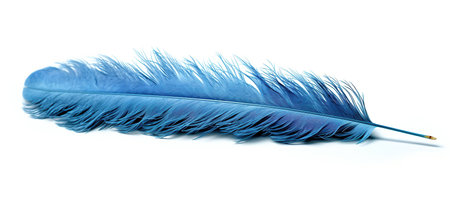 Blue feather isolated on white background. Close up. Studio shot.の素材