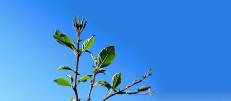 Branch of a tree with green leaves against the blue sky.の素材