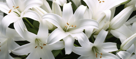 White lilies in a bouquet on a sunny day close-upの素材