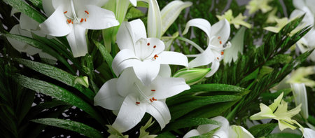 Bouquet of white lily flowers with green leaves, closeupの素材