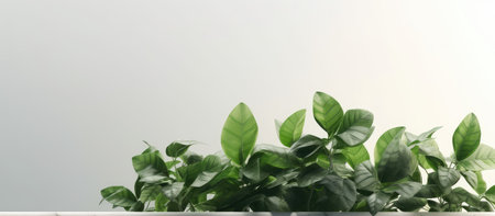 Green plant in pot on white wall background, copy space for textの素材