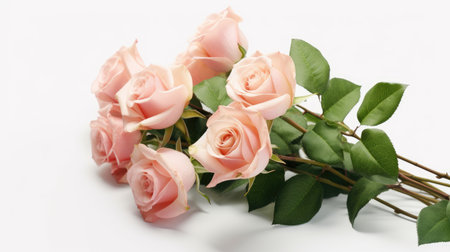 Bouquet of pink roses on a white background with copy spaceの素材