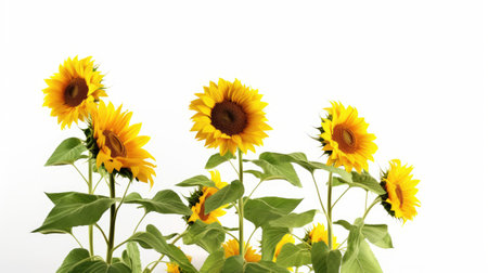 Sunflower isolated on white background with copy space for your text.の素材