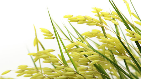 Close up of yellow rice spike on white background with copy space.の素材