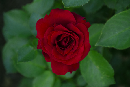 Red rose top viewの写真素材