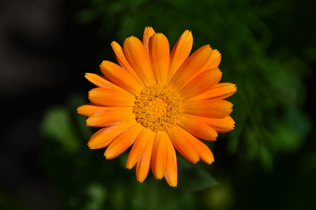 calendula officinalis marigold  orange flower macroの写真素材