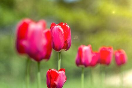 red tulips in the light of macroの写真素材