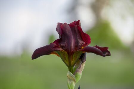 iris germanica Burgundyの写真素材