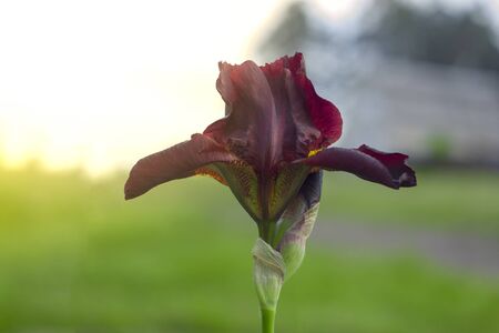 iris germanica Burgundyの写真素材