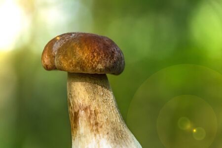 one white bokeh mushroomの写真素材