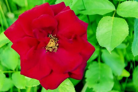 red rose close up petals top viewの写真素材