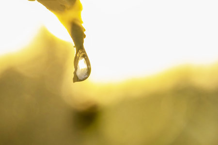a drop of water on a green leaf at sunset