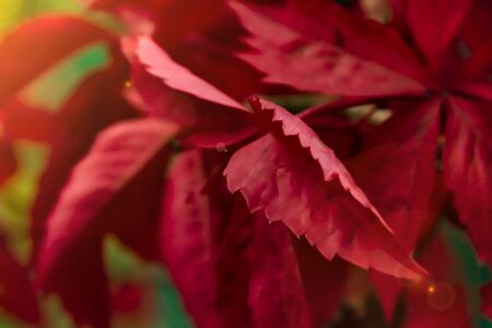 the red leaves of grapes close upの写真素材