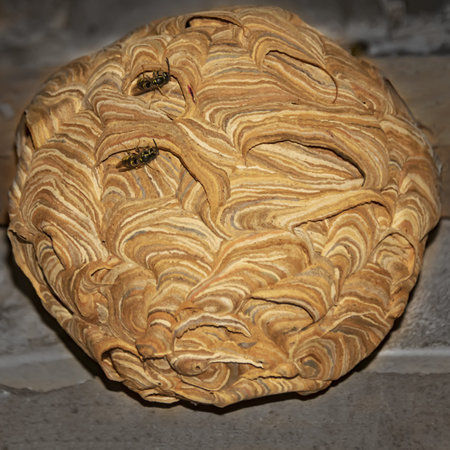 unusual wasp hive spherical nest colored stripes