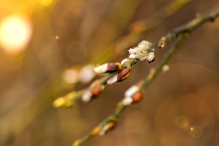 branches with budsの写真素材