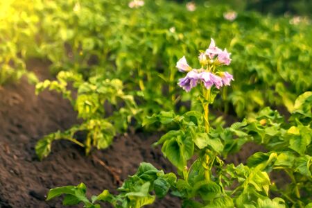 flowers on potatoes growing in the fieldの写真素材