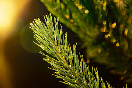 green pine branches in the light the sun with an orange tint