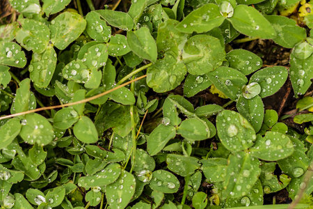clover leaves top view  close up