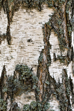 the texture of the tree bark birch tree black white
