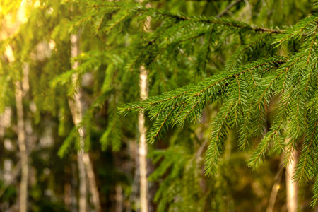 green pine branches in the light of the sun with an orange tint 