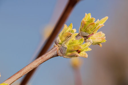Willow flowers secrete a lot of pollen and nectar.
