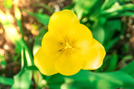 one yellow Tulip on a green background top view