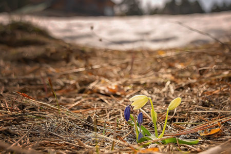Close-up of tender flowers of blue spring scilla siberica on nature forest background, selective soft focus, spring backgroundの写真素材