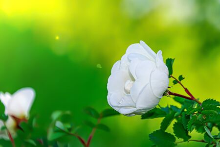 a single white wild rose flowerの写真素材