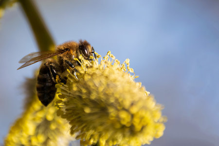 Bee gathering pollen on a willow