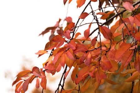 Autumn  leaves on the tree