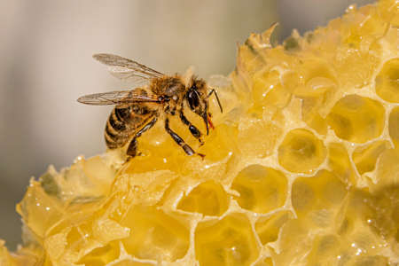 bee on the honeycomb close-upの写真素材