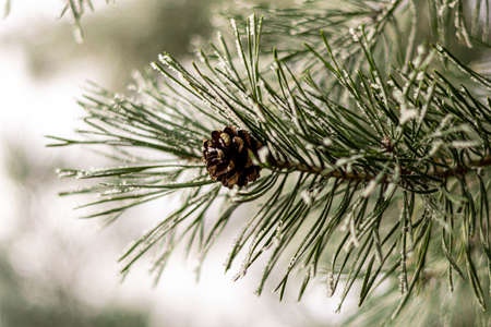 a frozen branch of a Christmas tree with conesの写真素材