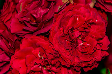 red rose velvet close-upの写真素材