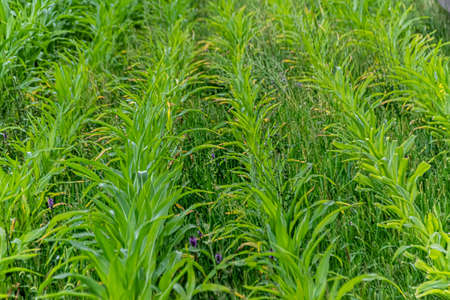 green corn growing on the field at sunset. Young Corn Plants. Corn grown in farmland, cornfield.の写真素材
